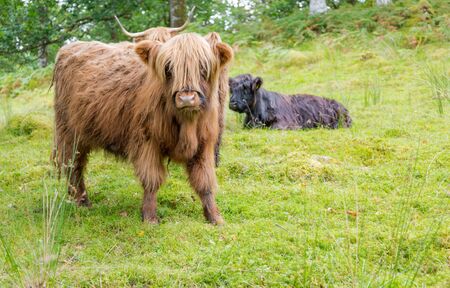 Hairy cow calf on green pasture in Scotland. Horizontal crop in day lightの写真素材