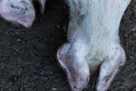 White pigs in village home back yard. Horizontal close up