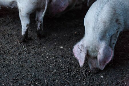 White pigs in village home back yard. Horizontal close up