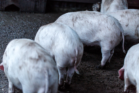 White pigs in village home back yard. Horizontal close upの写真素材