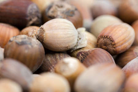 Sun dried brow, fresh in shell, hazelnuts background. Low angle extreme macro detailed cropの写真素材