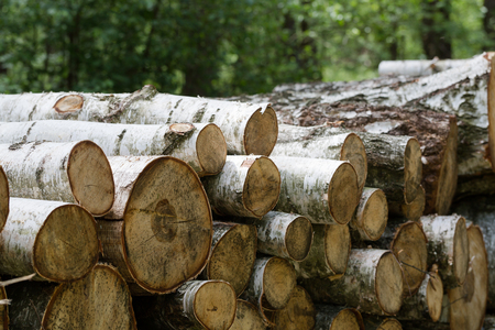 Forest cut, cut pine, birch tree logs arranged in order in qubic meter sizes. Horizontal full frame...