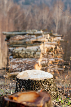 Young birch forest cut down in Polish mountains. Full frame crop with selective focus on tree trunk and shallow depth of field taken in golden hour evening.の写真素材
