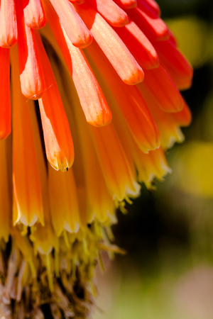 Aloe vibrant orange head flower close up in intensive sun light. Vertical macro cropの写真素材