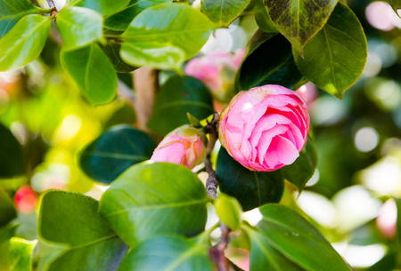 Camellia pink flower head on green branches in bright sunlight. Foreground selective focus with shallow depth of field. Horizontal cropの写真素材