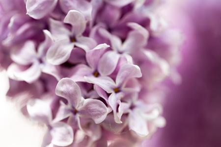 Elder (Sambucus nigra) known as elderberry, black elder, flowers in ultra violet vivid colour. Extreme macro, full frame shoot.の写真素材