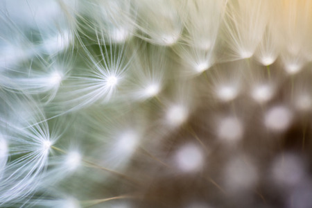 Dandelion, Taraxacum, seeds connected to flower head super extreme macro. Full frame opaque...