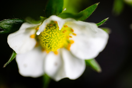 Strawberry flower extreme macro high angle view. Full frame horizontal crop. Selective focus with sallow depth of fieldの写真素材