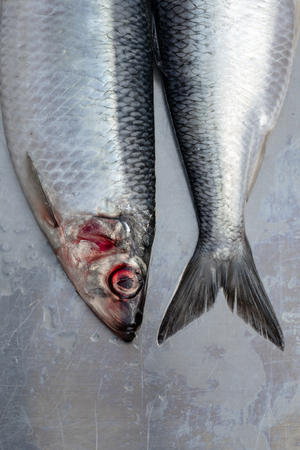 Fresh wet silver herring fishes with contransting red eyes on silver plate macro close up shotの写真素材