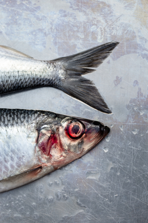 Fresh wet silver herring fishes with contransting red eyes on silver plate macro close up shotの写真素材