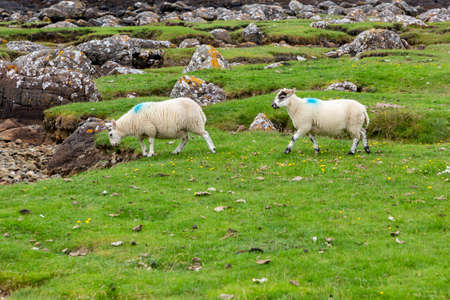 Scottish Blackface Free Range British lambs grazing in the pastures of the Isle of Skye, Scotlandの写真素材