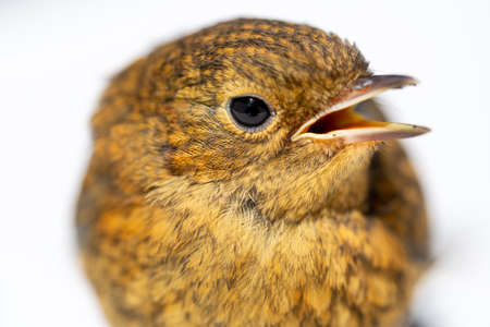 Troglodytes troglodytes, wren, close up portrait on white backgroundの写真素材