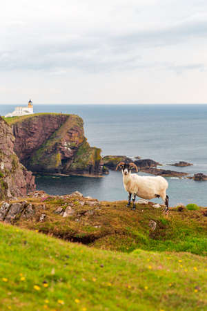 Scottish Blackface sheep on Stoer Lighthouse background near Old Man of Stoer Lighthouse, Scotland West Coast, NC500, North Coast 500の写真素材