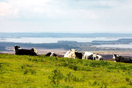 Free range cows resting in a pasture near Old Harry Rocks in Dorsetの写真素材