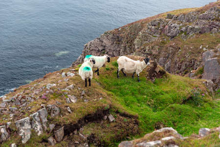 Scottish Blackface Free Range British sheep grazing in the pastures of the Isle of Skye, Scotlandの写真素材