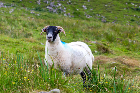 Scottish Blackface Free Range British sheep grazing in the pastures of the Isle of Skye, Scotland