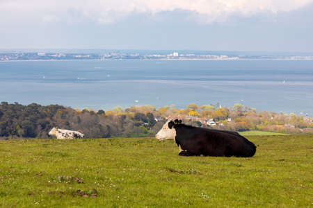 Scottish Blackface Free Range British sheep grazing in the pastures of the Isle of Skye, Scotlandの写真素材