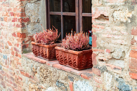 Clay flower pot full of purple with purple heather on tiled windowsill of small old destroyed bricks house. Monteriggioni, Italian village.の写真素材