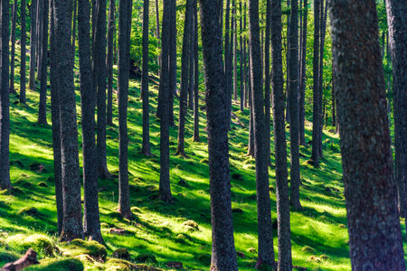 Fairy tale forest of tall pines and green moss. Cumbria, UK. Full frame shot.の写真素材