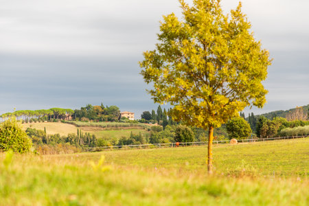 Scenic Tuscany countryside rural landscape in early autumn, Monteriggioni region, Tuscany, Italy. Colourful field and single tree in the foreground, traditional Italian buildings in the backgroundの写真素材