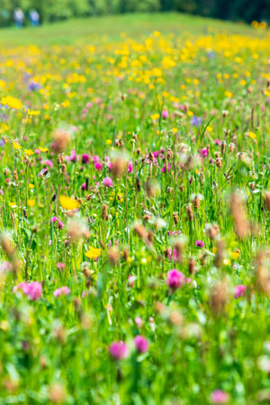 Green meadow full of colourful flowers, clovers, daisies. Full frame shot.の写真素材