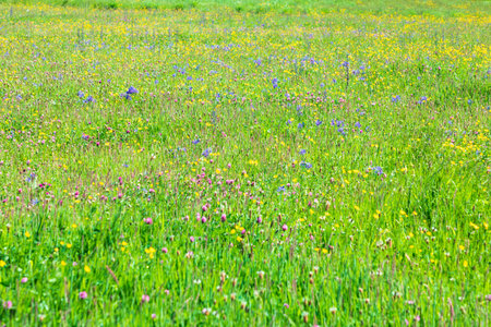Green meadow full of colourful flowers, clovers, daisies. Full frame shot.の写真素材
