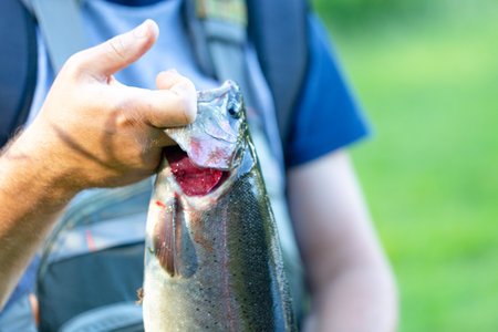 a freshly caught rainbow trout presented by a fisherman, an trout angler holding the fish by the gills. Close up shot, focus on hand and gills.の写真素材