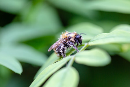 bee covered with flower pollen resting on a green leaf. Macro photography, the bee in the center of the frameの写真素材