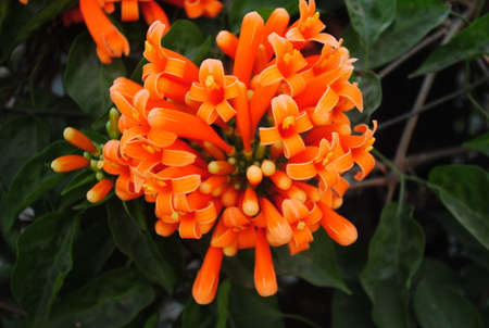 Flame vine - Sankrant velの写真素材