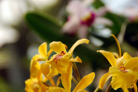 flowersの写真素材