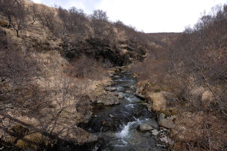 Creek between a forrestの写真素材