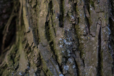 Tree Barkの写真素材