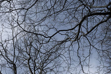 Tree branches in winterの写真素材