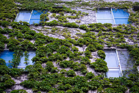 Green leaf and ivy covered wall and window of a building. Wall with windows covers with green plant.の写真素材