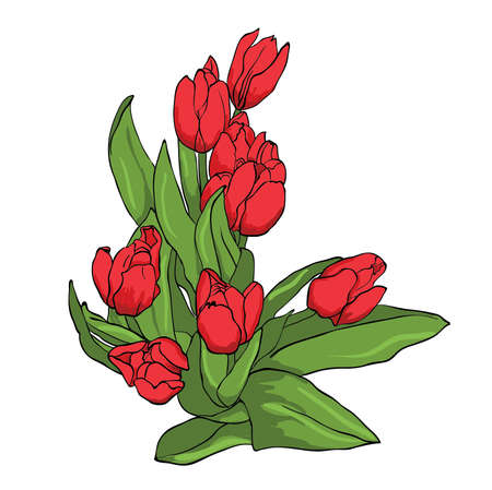 Bouquet of red tulips isolated on white background, vectorのイラスト素材