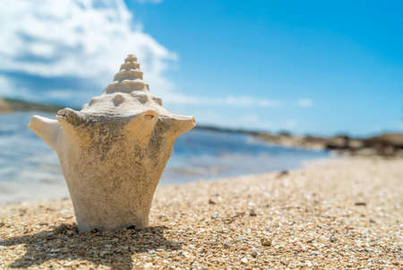 Seashell laying on sandy rocky beachの写真素材