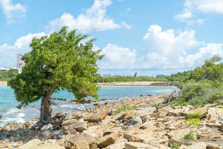 Single tree standing alone on rocky terrain next to caribbean sea.の写真素材