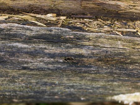 wood background textureの写真素材