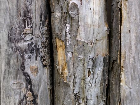 wood background textureの写真素材