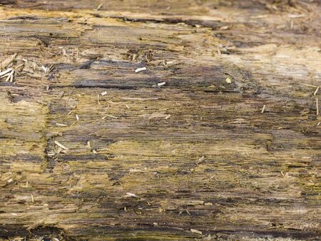 wood background textureの写真素材