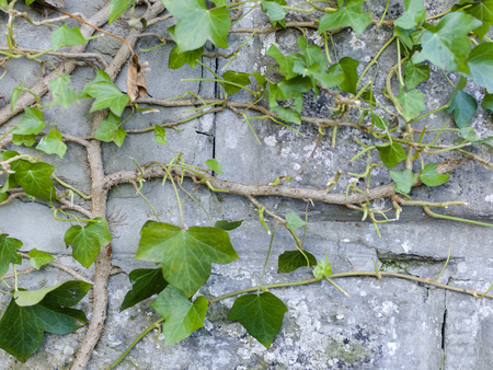 stein, beton hintergrund texturの写真素材