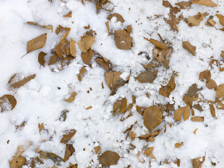 snow and ice and wintry textures and different wintry backgroundsの写真素材