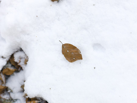 snow and ice and wintry textures and different wintry backgroundsの写真素材