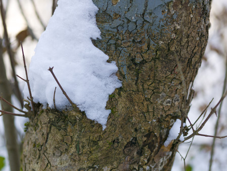 snow and ice and wintry textures and different wintry backgroundsの写真素材