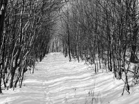 snow and ice and wintry textures and different wintry backgroundsの写真素材