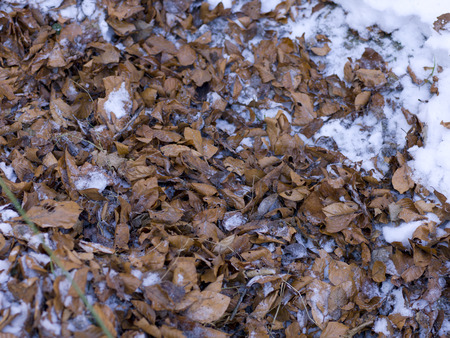 snow and ice and wintry textures and different wintry backgroundsの写真素材