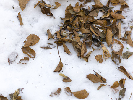 snow and ice and wintry textures and different wintry backgroundsの写真素材
