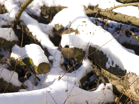 snow and ice and wintry textures and different wintry backgroundsの写真素材