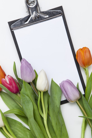 many fresh tulips on white backgroundの写真素材