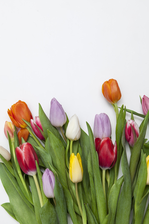 many fresh tulips on white backgroundの写真素材